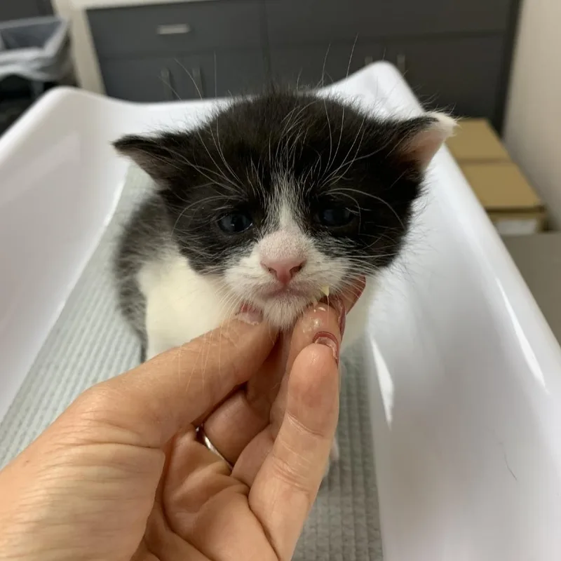 A baby small-sized male Black Domestic Short Hair cat named Gnocchi Soup for adoption in Morganton, NC