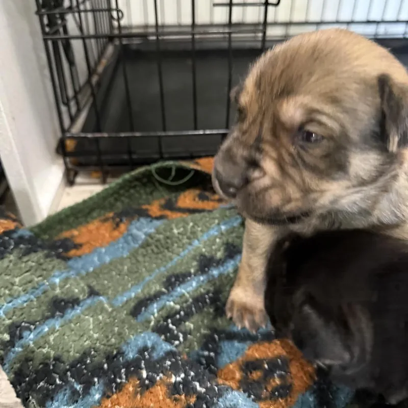 A baby medium-sized male Brown / Chocolate English Bulldog dog named Nacho for adoption in Sacramento, CA