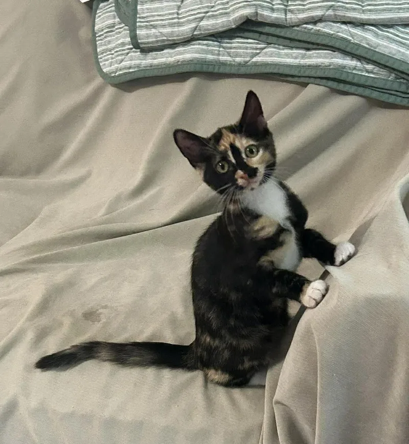 A baby medium-sized female Tortoiseshell Domestic Short Hair cat named Howi for adoption in Jacksonville, FL