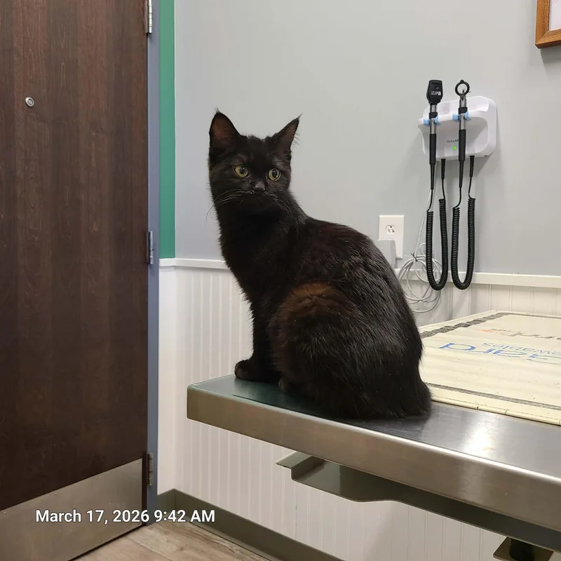 A baby medium-sized female Black Domestic Medium Hair cat named Truffle for adoption in Waynetown, IN