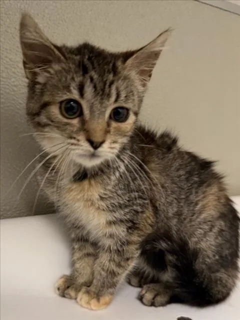 A baby small-sized female Domestic Short Hair cat named Beatrice for adoption in Tracy, CA