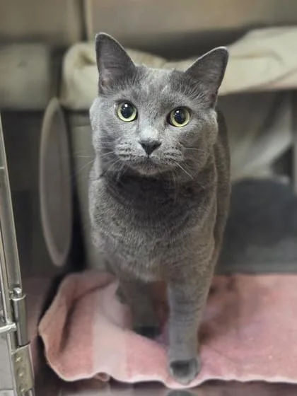 An adult medium-sized female Domestic Short Hair cat named Cordelia for adoption in Westland, MI