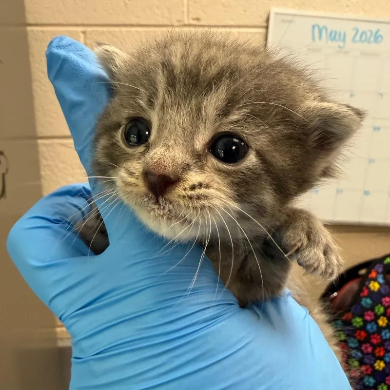 A baby small-sized female Gray / Blue / Silver Domestic Short Hair cat named Static for adoption in Troy, VA