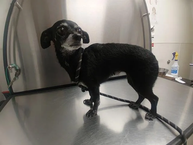 An adult small-sized female Chihuahua dog named Olive for adoption in Fort Lauderdale, FL