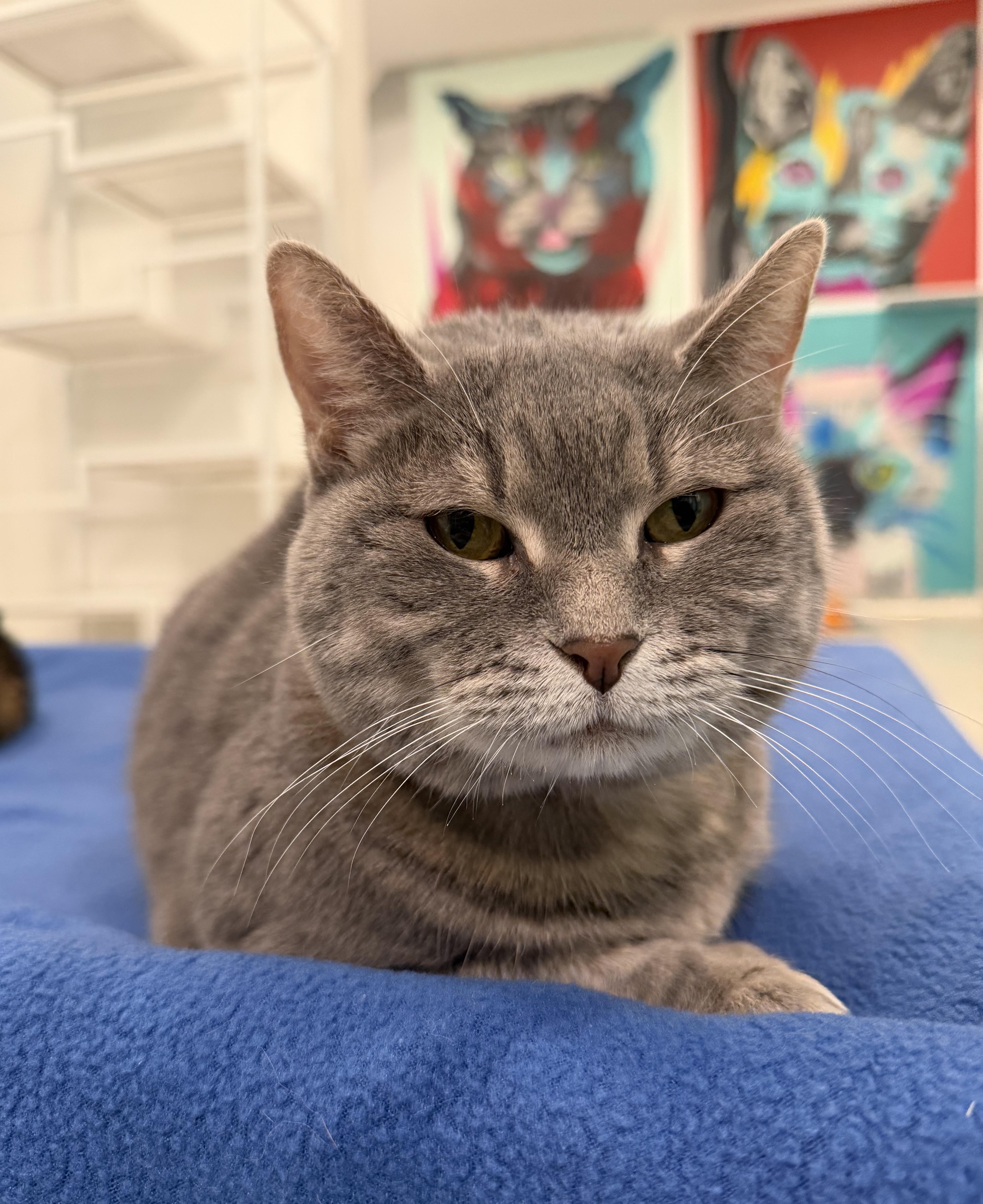 Bumblebee thumbnail 3