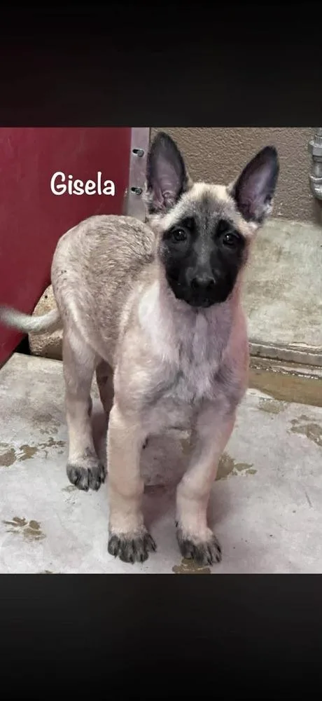 Gisela Ii