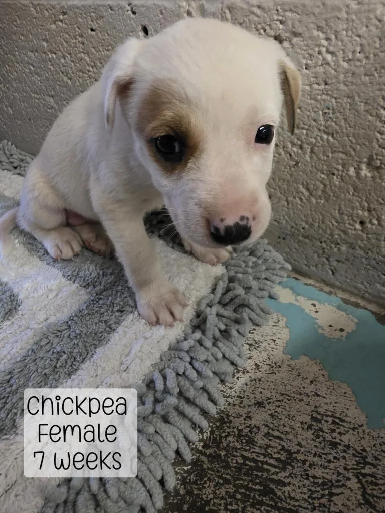 ChickPea
