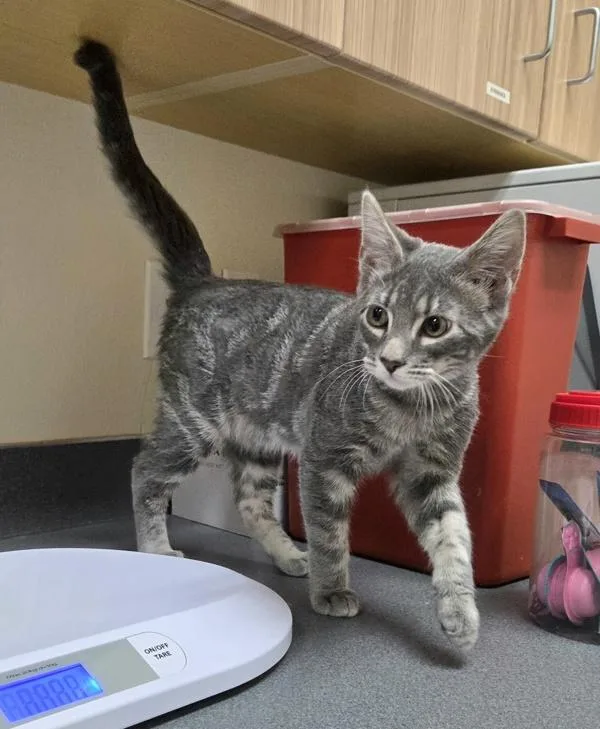 A baby medium-sized male Domestic Short Hair cat named Lenny for adoption in Kennewick, WA