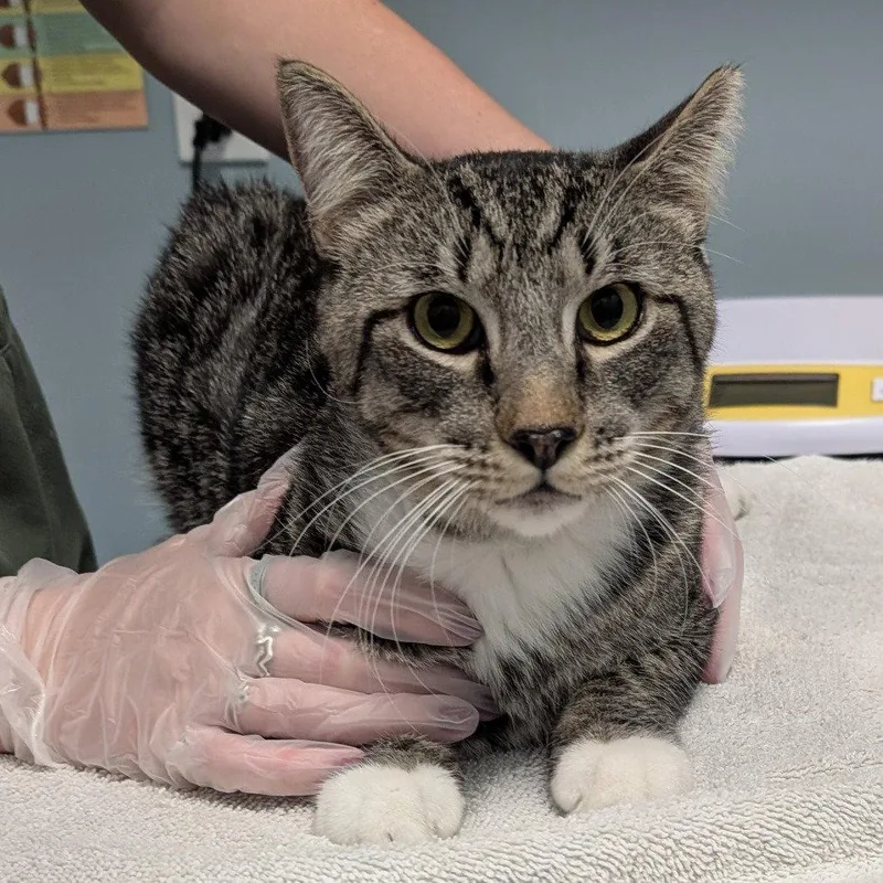 An adult medium-sized male Domestic Short Hair cat named Archer for adoption in New Castle, DE