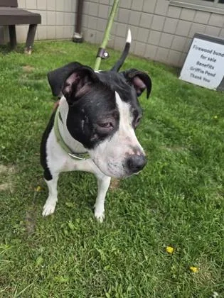 An adult large-sized female Mixed Breed dog named Princess for adoption in Clarks Summit, PA