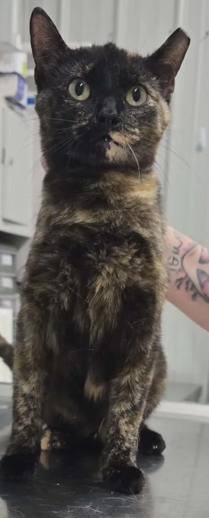 A baby medium-sized female Domestic Short Hair cat named Heidi for adoption in Hillsdale, IN