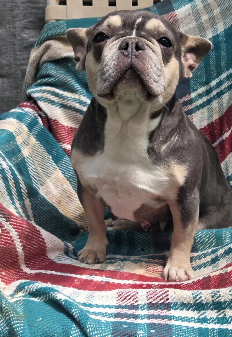 FRENCHIE females yr olds