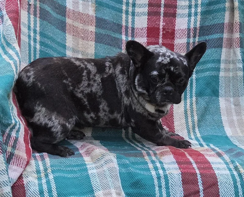 FRENCHIE females yr olds thumbnail 2