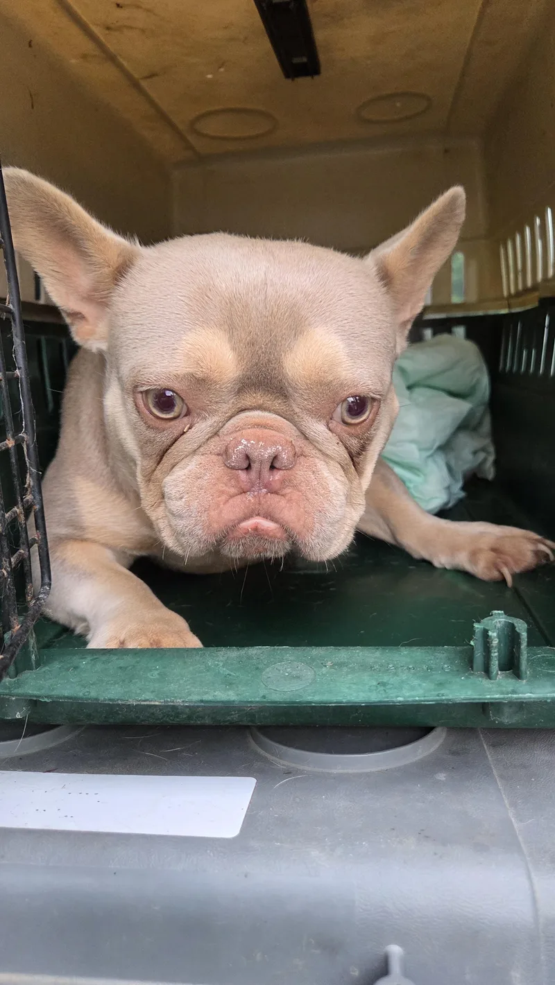 FRENCHIE females yr olds thumbnail 3