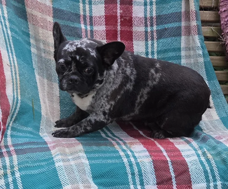 FRENCHIE females yr olds thumbnail 4