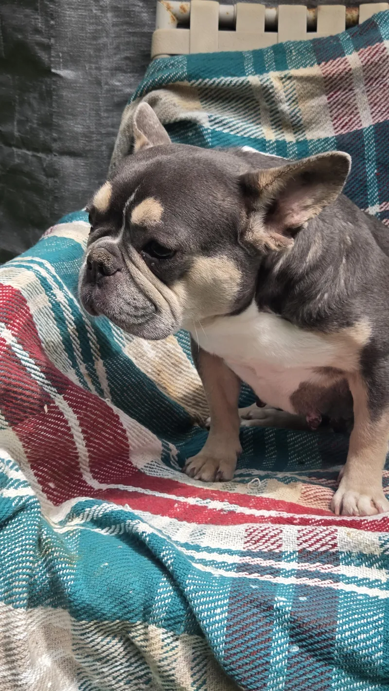 FRENCHIE females yr olds thumbnail 5