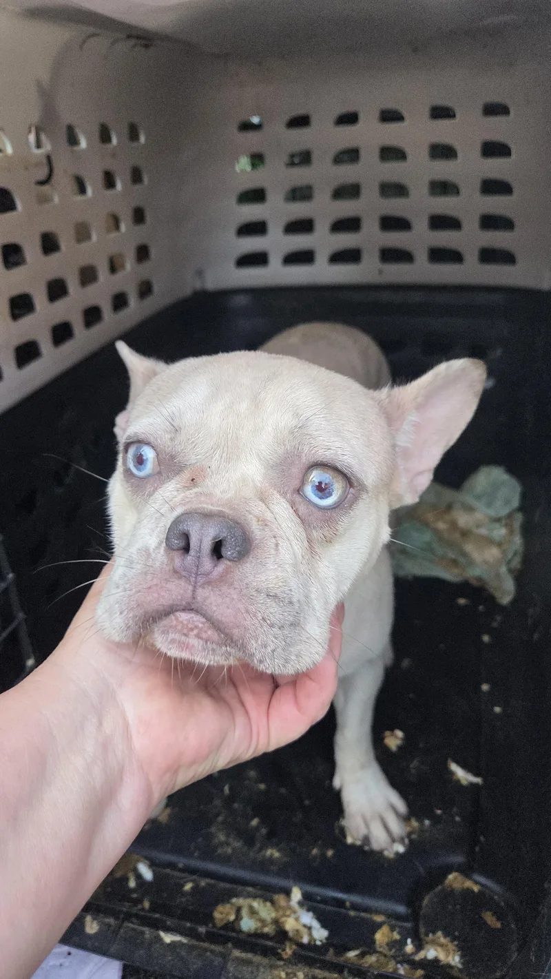 FRENCHIE females yr olds thumbnail 6