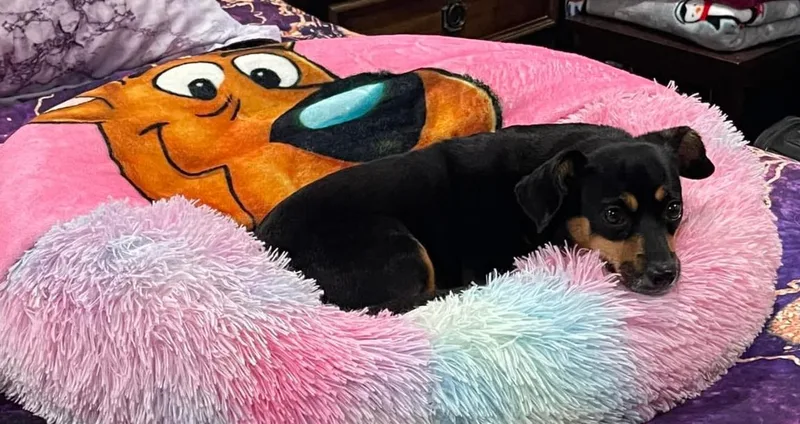 Maggie May thumbnail 2