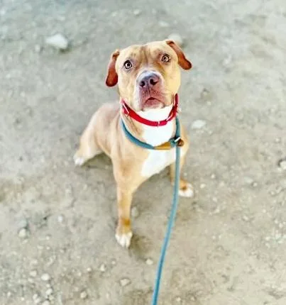 A young medium-sized female Terrier dog named Scorpion for adoption in Saint Louis, MO