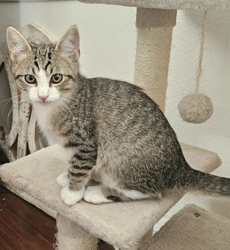 A baby medium-sized female Domestic Short Hair cat named Louisa for adoption in St. Helens, OR