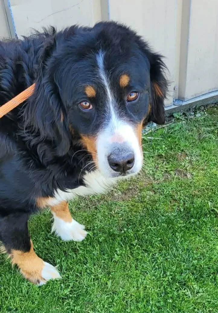 An adult large-sized female Tricolor (Brown, Black, & White) Bernese Mountain Dog dog named Taylor for adoption in St. Clairsville, OH