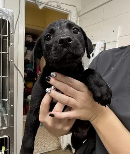 A baby large-sized female Mixed Breed dog named Bertie Gertie for adoption in Covington, LA