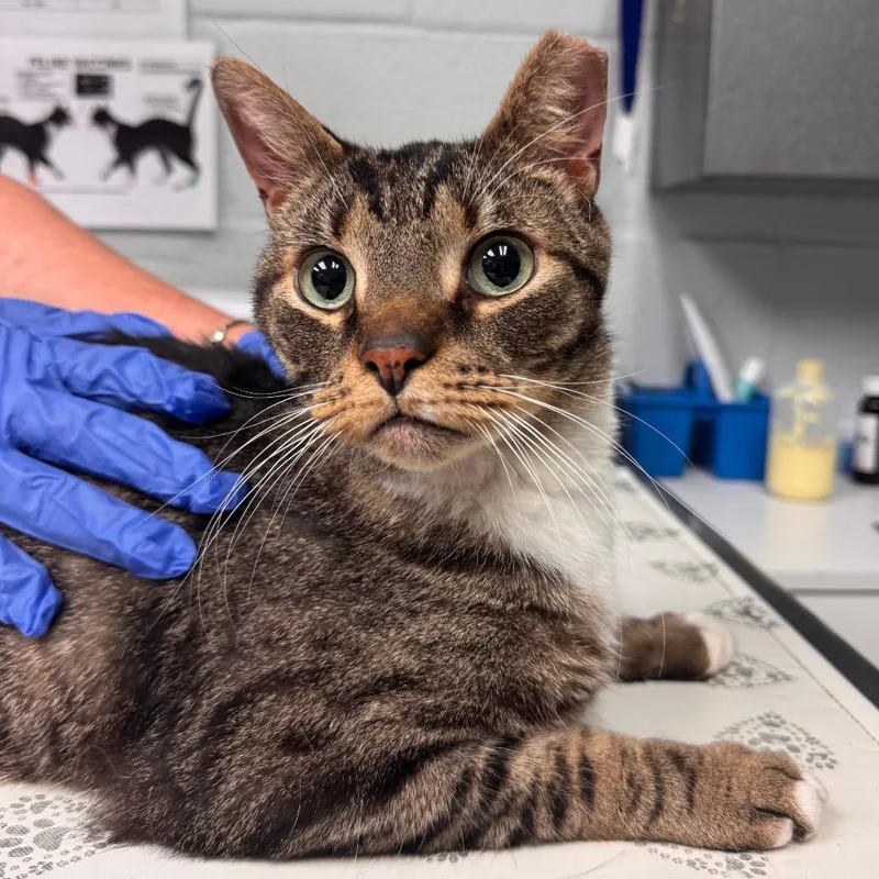 A senior large-sized male Brown / Chocolate Domestic Short Hair cat named Tommy for adoption in Birdsboro, PA