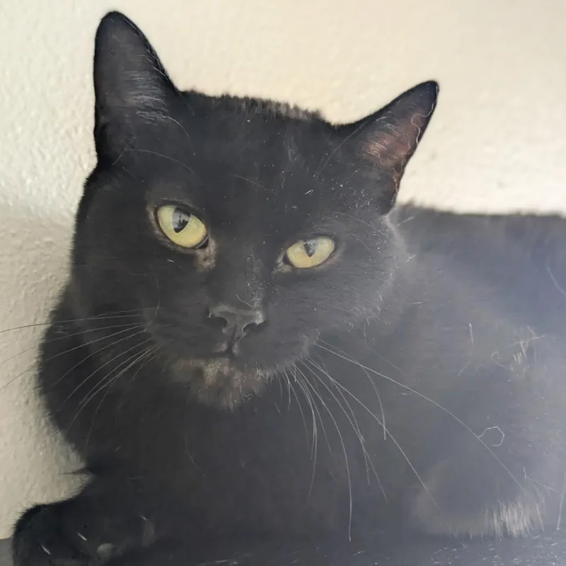 An adult medium-sized female Black Domestic Short Hair cat named Cali for adoption in Los Angeles, CA