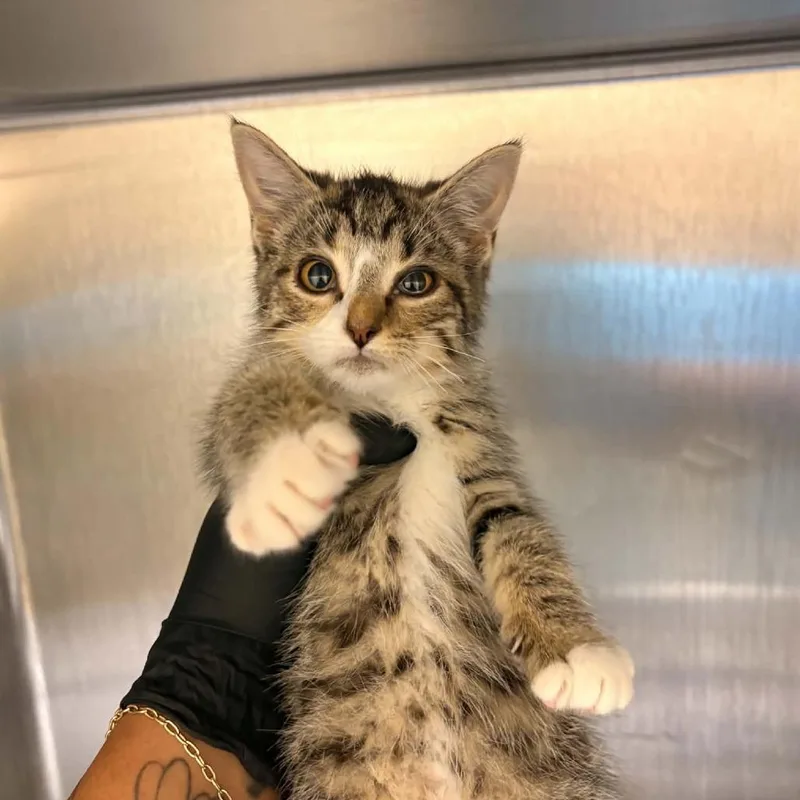A baby small-sized male Gray / Blue / Silver Domestic Short Hair cat named Jade for adoption in Winston-Salem, NC