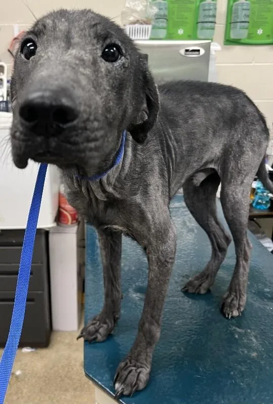 An adult medium-sized male Black Labrador Retriever dog named Bandit for adoption in Mobile, AL