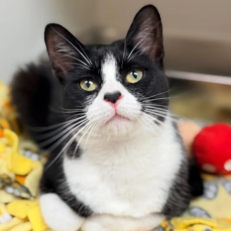 A young medium-sized male Black Domestic Short Hair cat named Gizmo for adoption in Champaign, IL