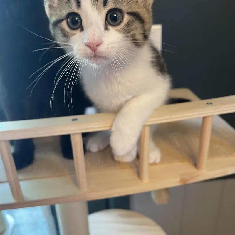 A baby medium-sized male Domestic Short Hair cat named Schmitten for adoption in Stamford, CT