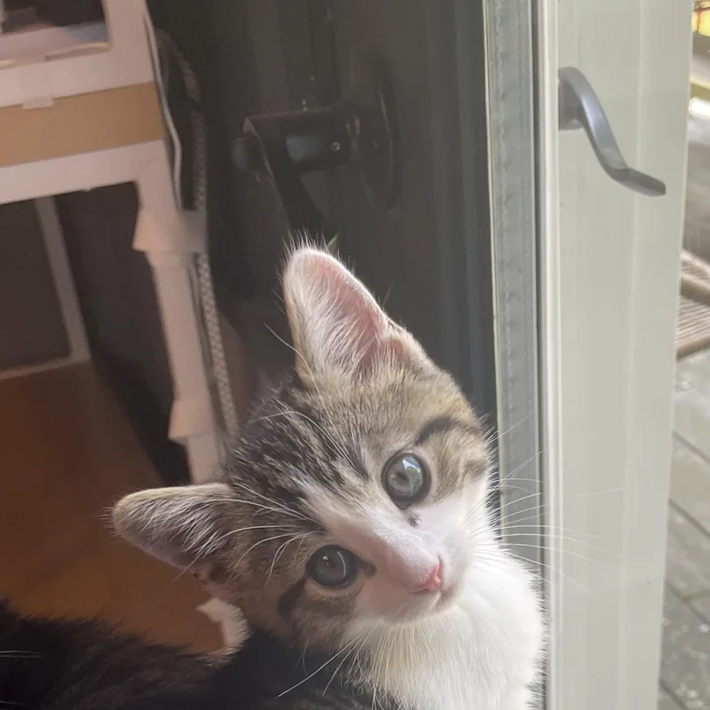 Schmitten thumbnail 3