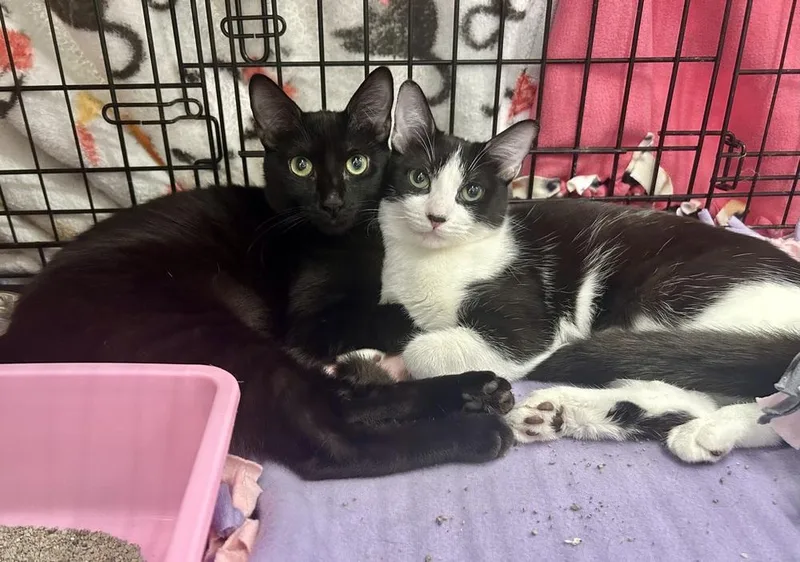 An adult small-sized female Black & White / Tuxedo Domestic Short Hair cat named Athena for adoption in Gardena, CA