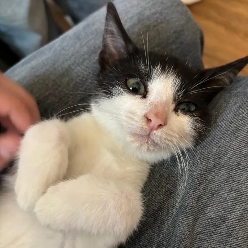 A baby small-sized male Black Domestic Short Hair cat named Alvin for adoption in Tustin, CA