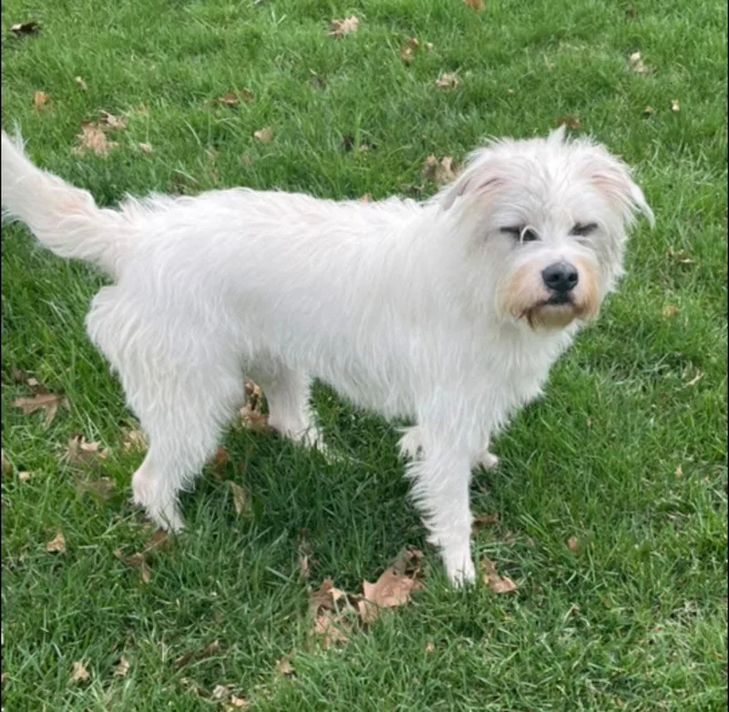 Shaggy Maggie thumbnail 2