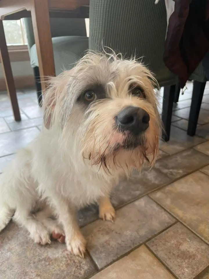 Shaggy Maggie thumbnail 3