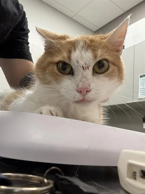 An adult small-sized female Domestic Short Hair cat named Zuzu for adoption in Indianapolis, IN