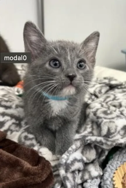 A baby medium-sized male Gray / Blue / Silver Domestic Short Hair cat named Crisp for adoption in Buena Vista, CO