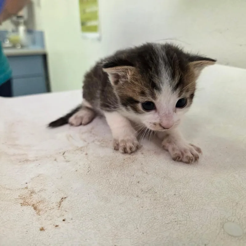 A baby small-sized male Brown / Chocolate Domestic Medium Hair cat named Hindley for adoption in Charleston, WV
