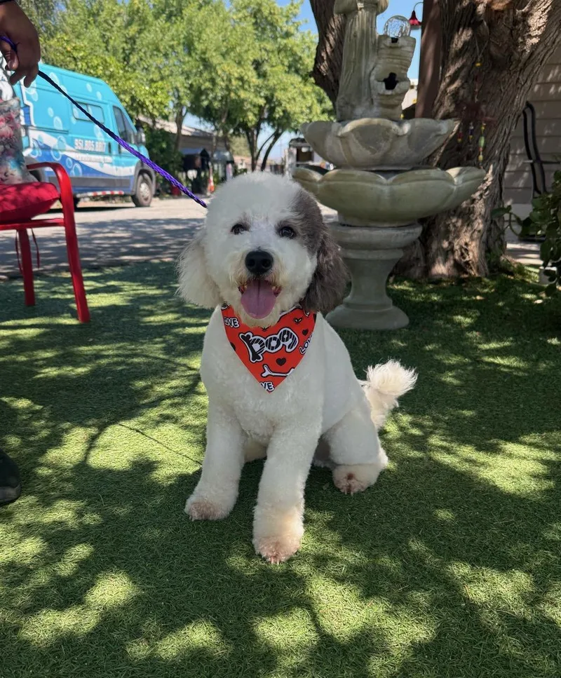 A young medium-sized male White / Cream Poodle dog named Parker for adoption in Temecula, CA