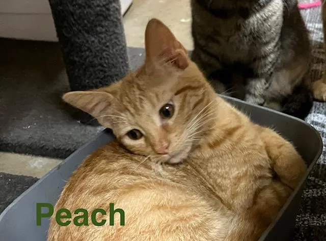 A baby medium-sized female Domestic Short Hair cat named Peaches for adoption in Zimmerman, MN