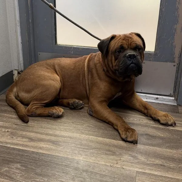 An adult large-sized male American Bulldog dog named Sig for adoption in San Diego, CA