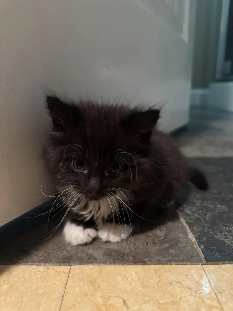 A baby small-sized male Black & White / Tuxedo Domestic Long Hair cat named Biggie and Tupac for adoption in Hockessin, DE