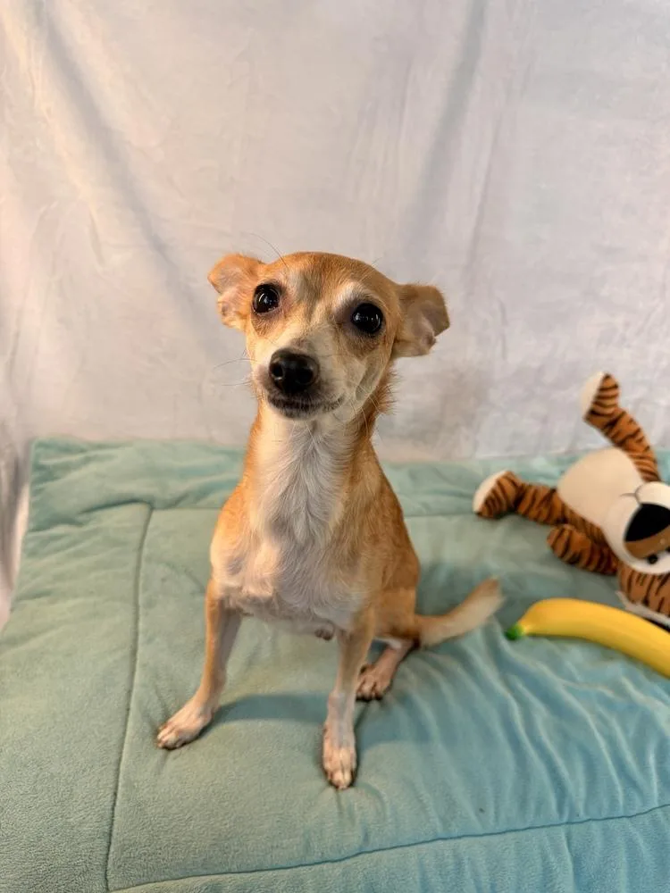 An adult small-sized female Chihuahua dog named Mabel for adoption in Richmond, TX