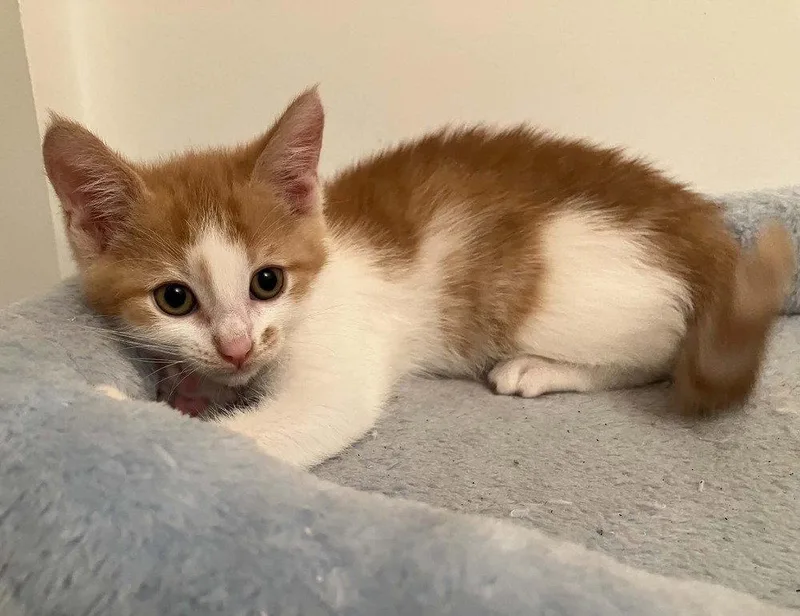 A baby medium-sized male Domestic Short Hair cat named Cisco for adoption in Candler, NC