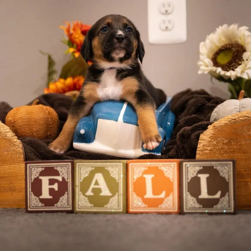 A baby medium-sized female Brown / Chocolate Coonhound dog named Clove for adoption in Jarrettsville, MD