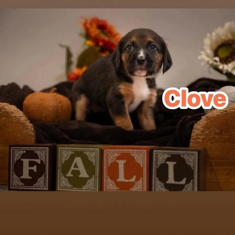 Clove thumbnail 2