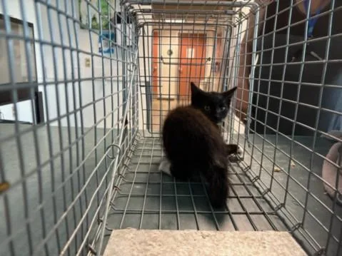 A baby medium-sized male Domestic Short Hair cat named Titan for adoption in Chatsworth, CA