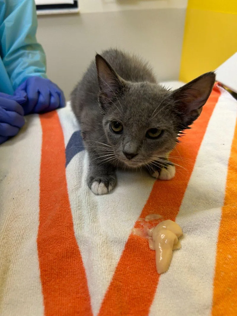 A baby small-sized female Gray / Blue / Silver Domestic Short Hair cat named Ella for adoption in Raleigh, NC